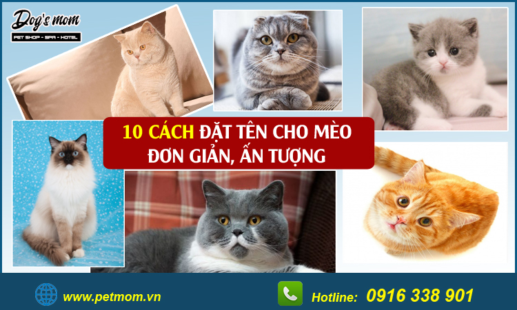 Cách đặt tên cho mèo