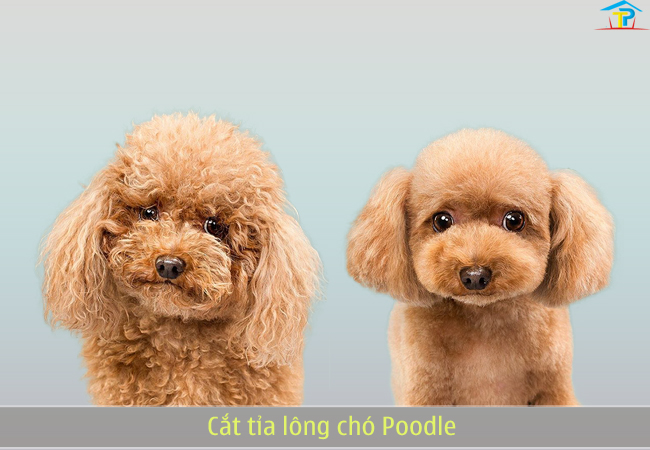 Cắt tỉa lông chó Poodle