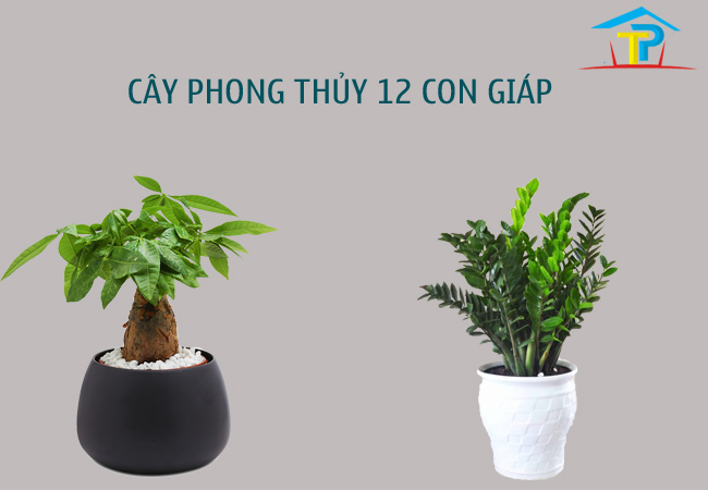 Cây phong thủy 12 con giáp