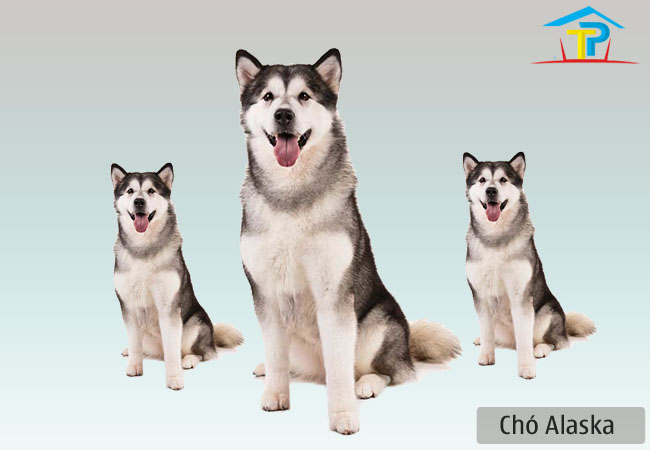 Kinh nghệm nuôi chó Alaska