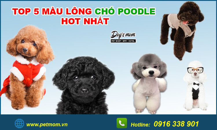 Top 5 màu lông chó poodle hot nhất