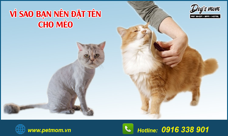 Cách đặt tên cho mèo