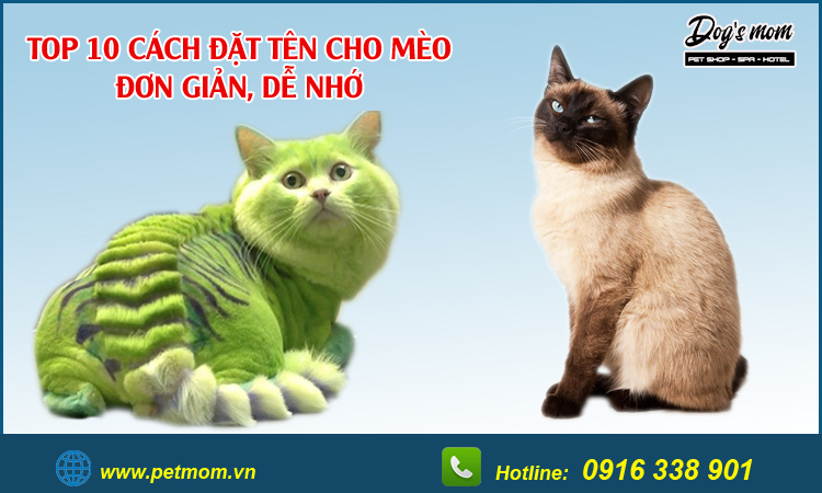 10 cách đặt tên cho mèo (đực, cái) đẹp bạn nên tham khảo