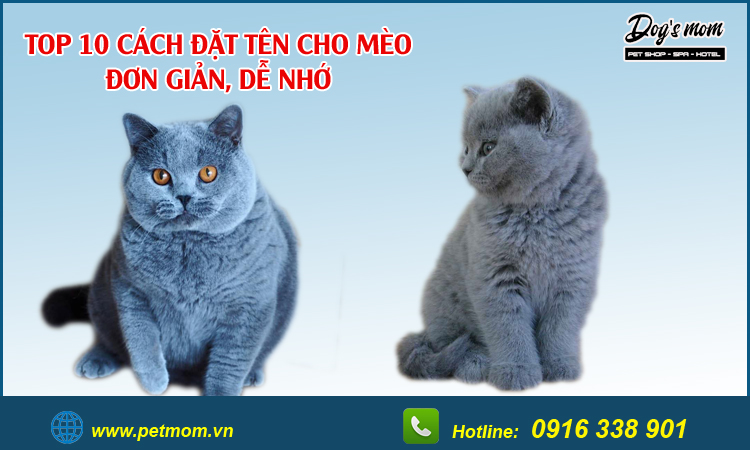 Cách đặt tên cho mèo