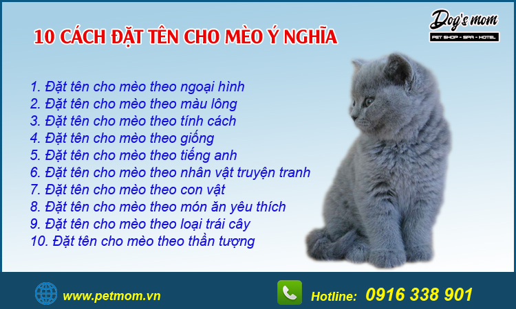 Cách đặt tên cho mèo