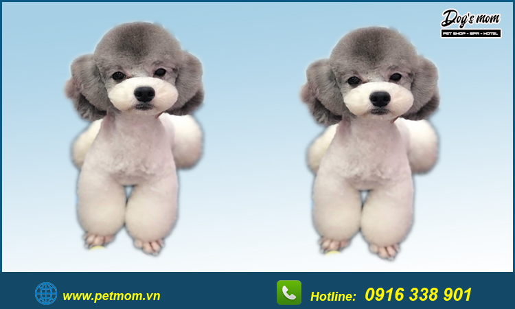 Chó Poodle Màu Kem giá bao nhiêu tiền Mua ở đâu rẻ